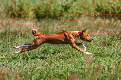 Basenji puppy running first time in field on lure coursing competition