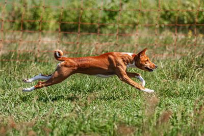 Basenji puppy running first time in field on lure coursing competition