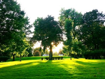 Trees in park