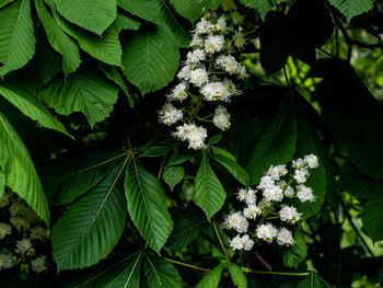 White flower 