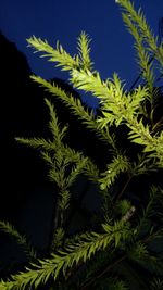 Close-up of plants against sky