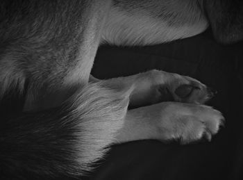 Close-up of cat sleeping