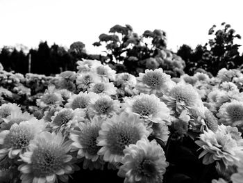 Close-up of flowers blooming outdoors