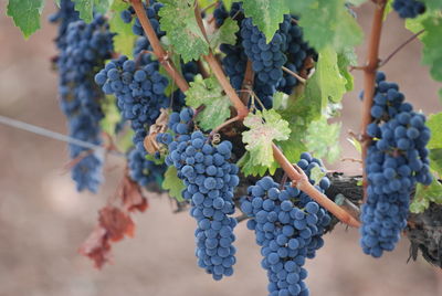 Close-up of grapes growing in vineyard