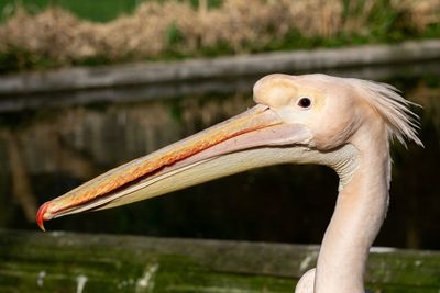 Close-up of a bird