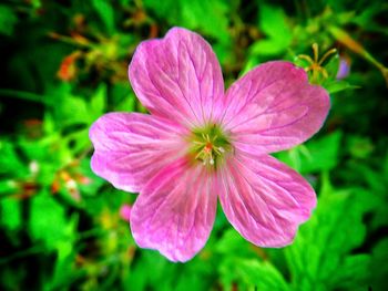 Close-up of pink flower