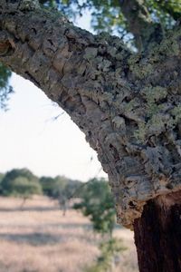 Close-up of tree trunk