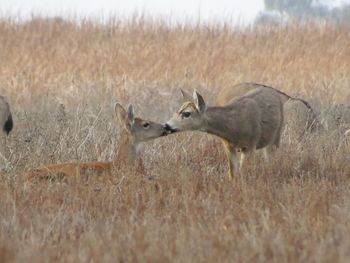 Deer on field