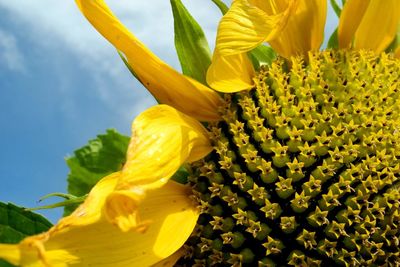 Close-up of yellow sunflower against sky