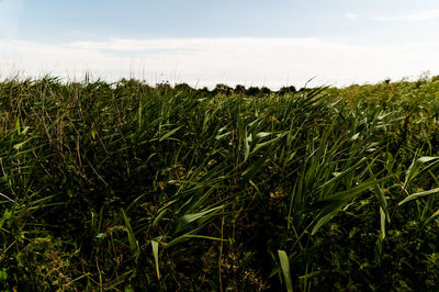 Crops growing on field against sky