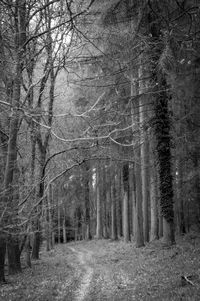 Bare trees in forest