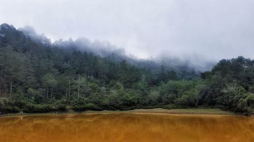 Scenic view of forest