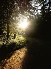 Trees in forest