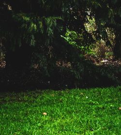 Trees growing in field