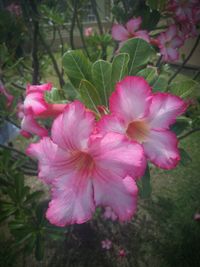 Close-up of pink hibiscus blooming outdoors