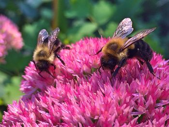 Close-up of bee pollinating on pink flower