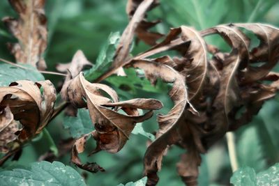 Close-up of wilted plant