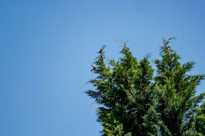 Low angle view of palm trees against clear blue sky