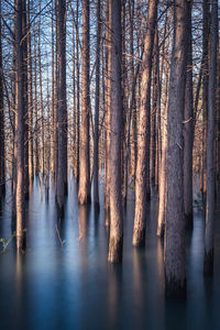 Panoramic shot of trees in water