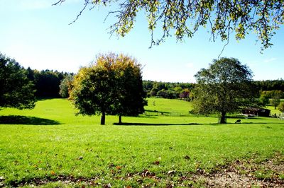 Trees on field against sky