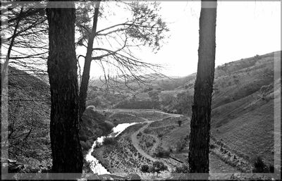 Bare trees on landscape