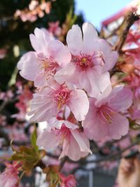 Close-up of fresh pink flowers blooming on tree
