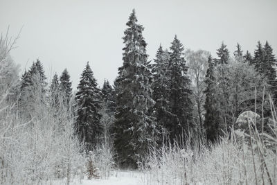 We ate in snow. winter forest outside city. landscape in national park. trees after snowfall.