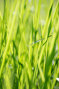 Close-up of grass growing on field