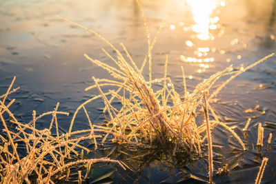 Beautiful winter scenery with a small plants frozen in the pond. 
