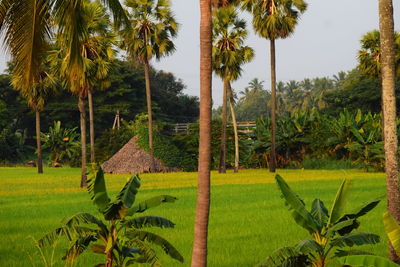 Scenic view of farm against sky