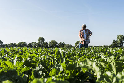 Senior farmer working in a field