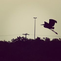 Silhouette bird flying against clear sky