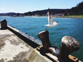 Seagull flying from mooring bollard