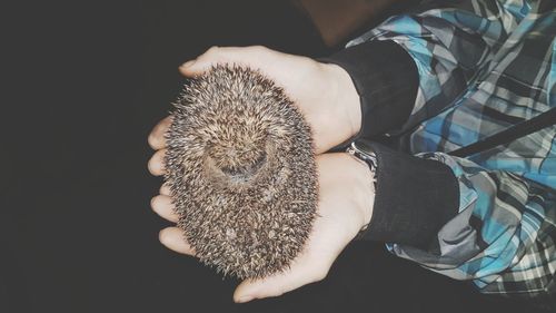 Close-up of hand feeding