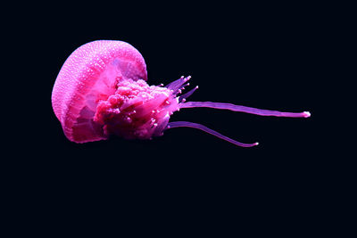 Close-up of pink flowers against black background