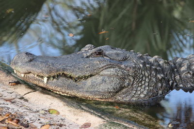 Close-up of crocodile