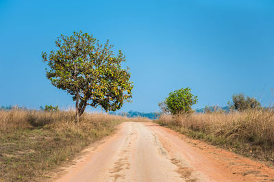 Single tree next to empty dirt road against clear blue sky