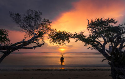 Silhouette tree on beach against sky during sunset