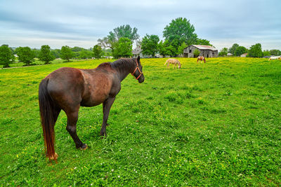 Horse grazing on fresh spring grass in a field.