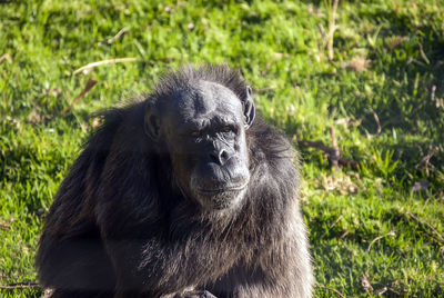 Chimpanzee  in south africa