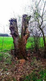 Tree trunk on field against sky