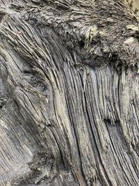 Full frame shot of tree trunk