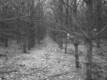 Bare trees in forest