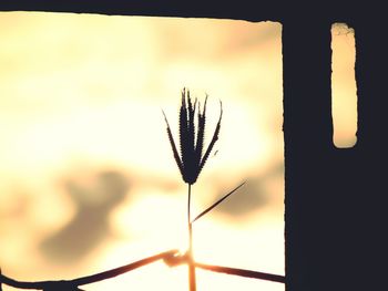 Close-up of silhouette plant against sky during sunset