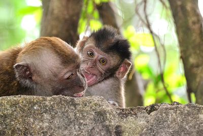 Monkey looking away on tree