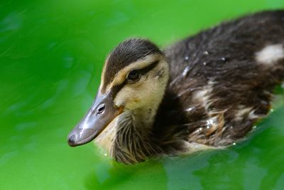 Duckling swimming in lake