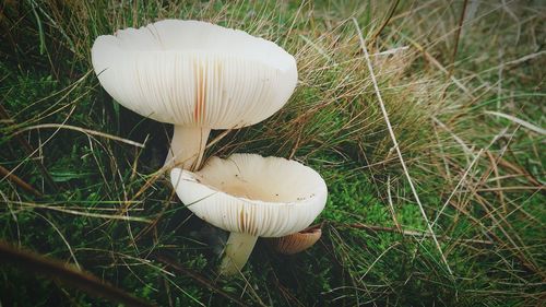 Close-up of mushroom growing on field