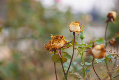 Close-up of wilted plant