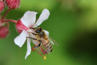 Close-up of bee on flower