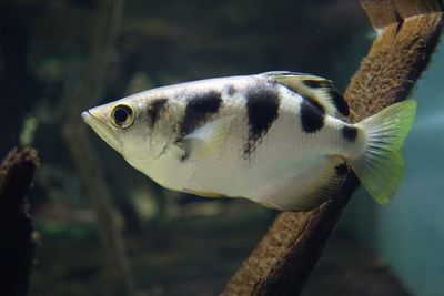 Close-up of fish swimming in aquarium